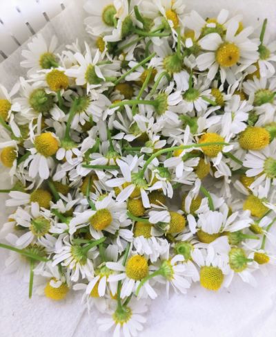 千葉市若葉区アロマ教室・サロン
Le belage（ル・ベルエージュ）
カモミールジャーマンの花